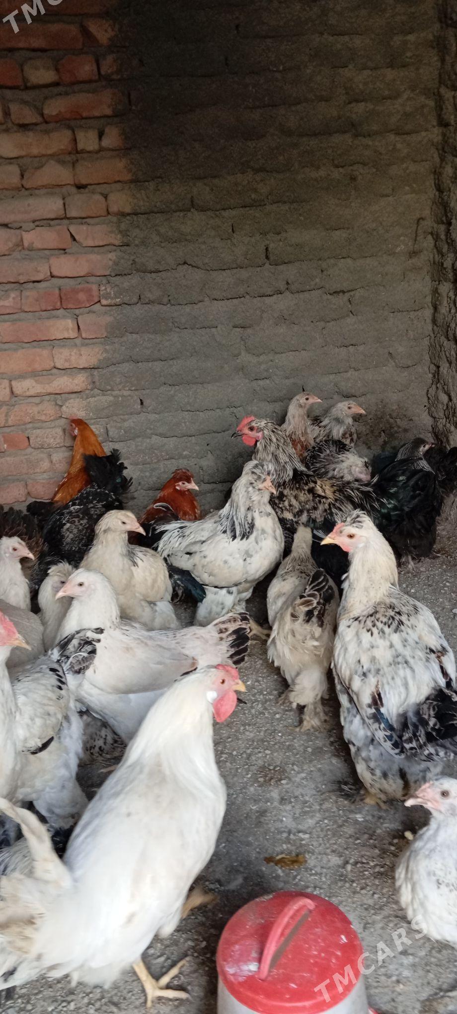 Balgar towyk horoz - Бахарден - img 1