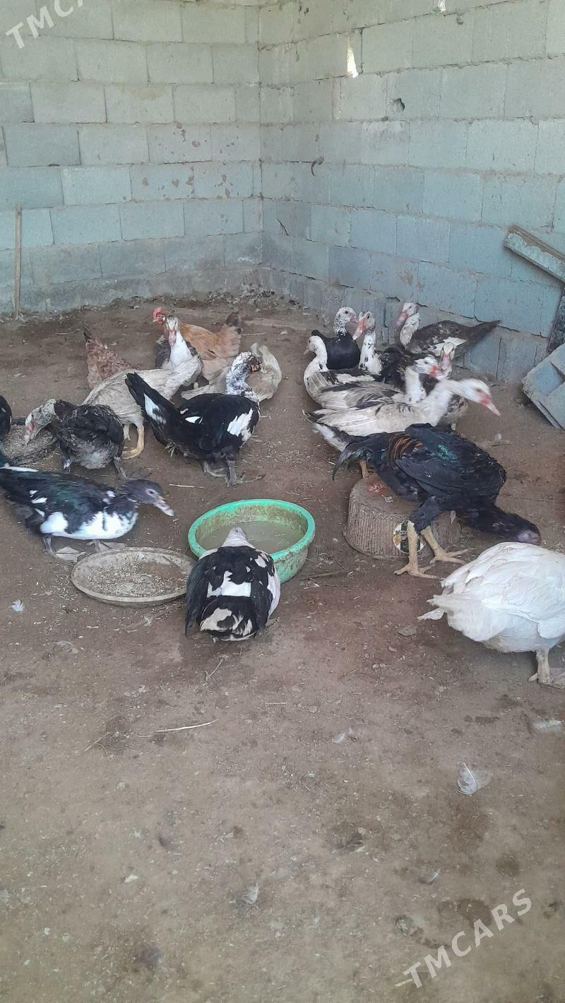 indautka - Ак-Бугдайский этрап - img 1