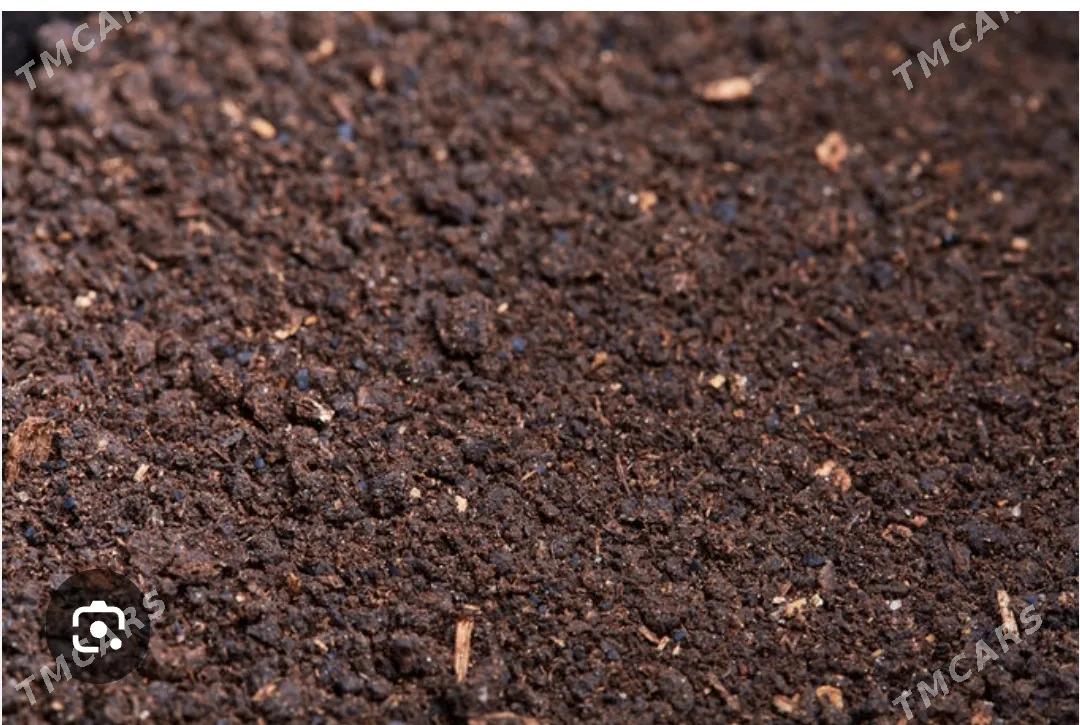 biyagomus - Туркменабат - img 1