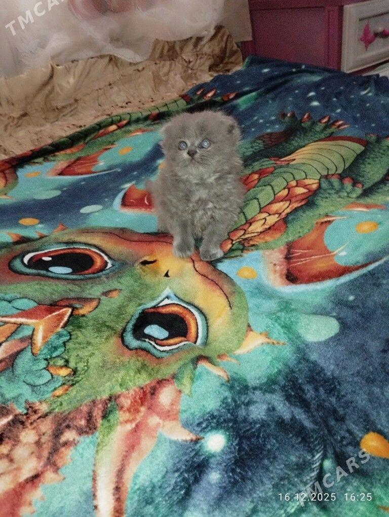 вислоухие котята - Мары - img 1