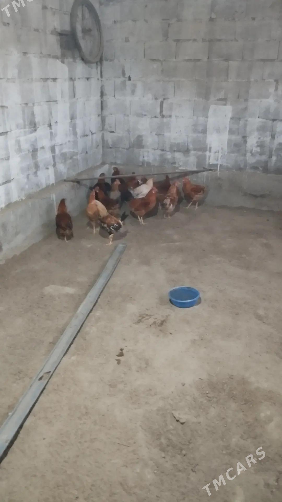 Horaz - Бахарден - img 1