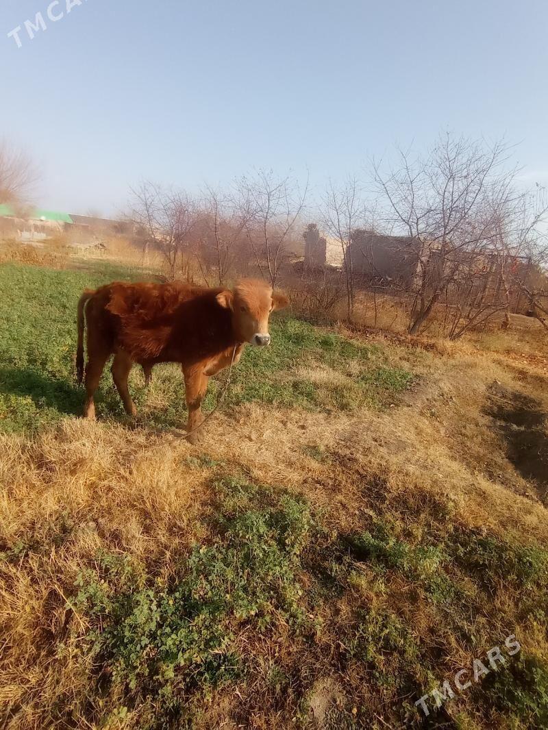 öküz - Farap - img 1