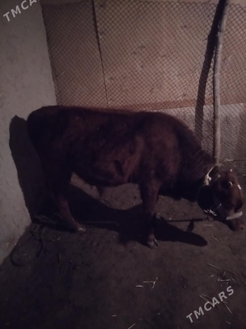 okiz - Daşoguz - img 1