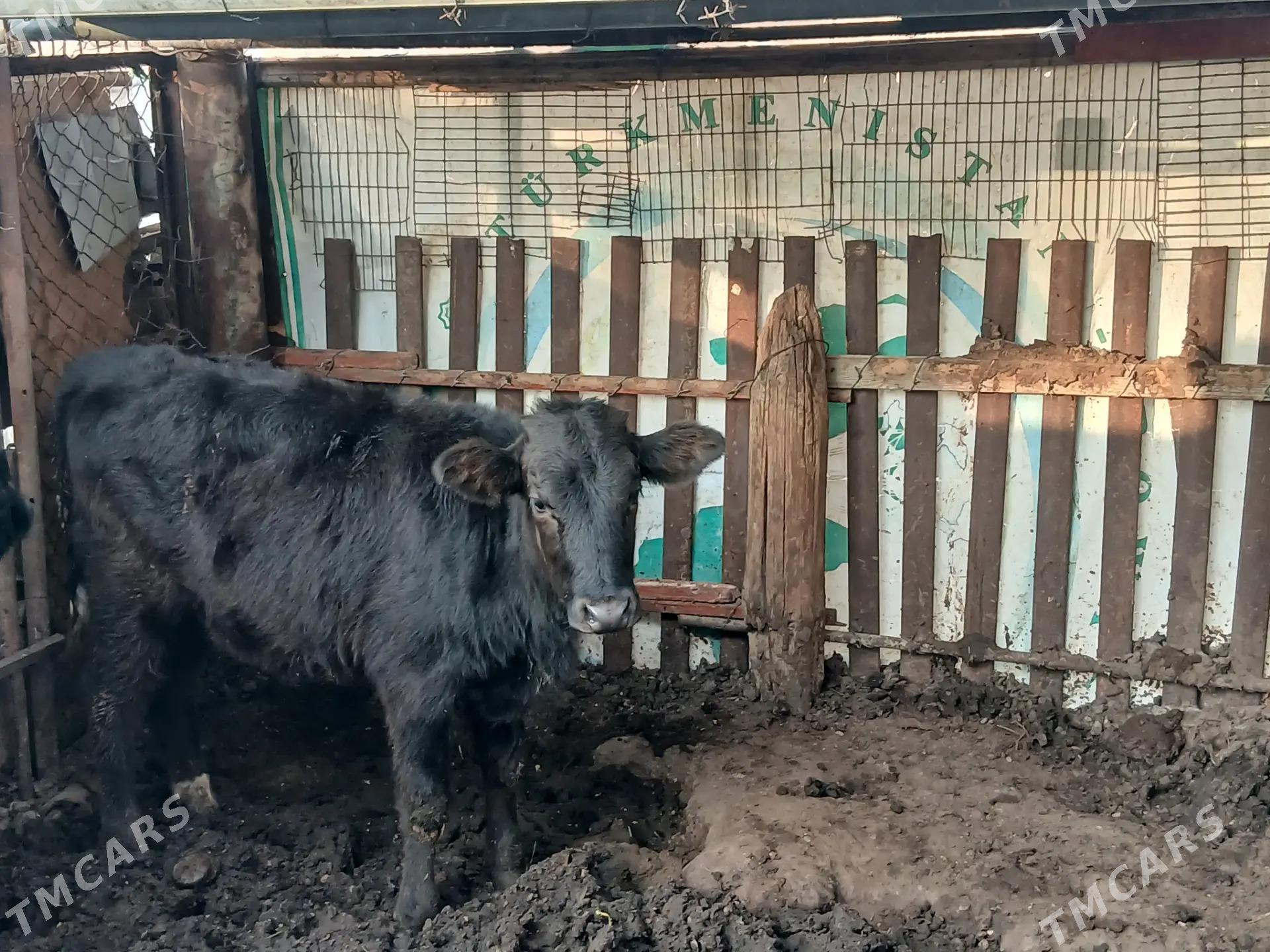 Öküz gaçar - Balkanabat - img 1