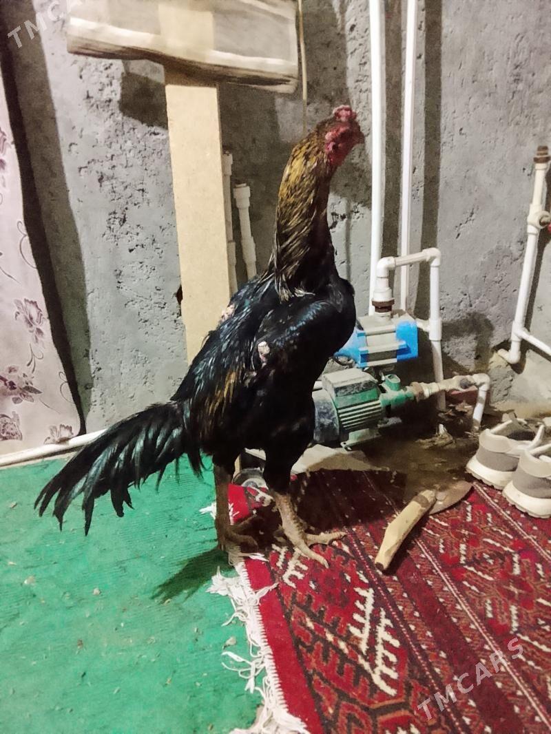 BAÝES - Чарджоу - img 1