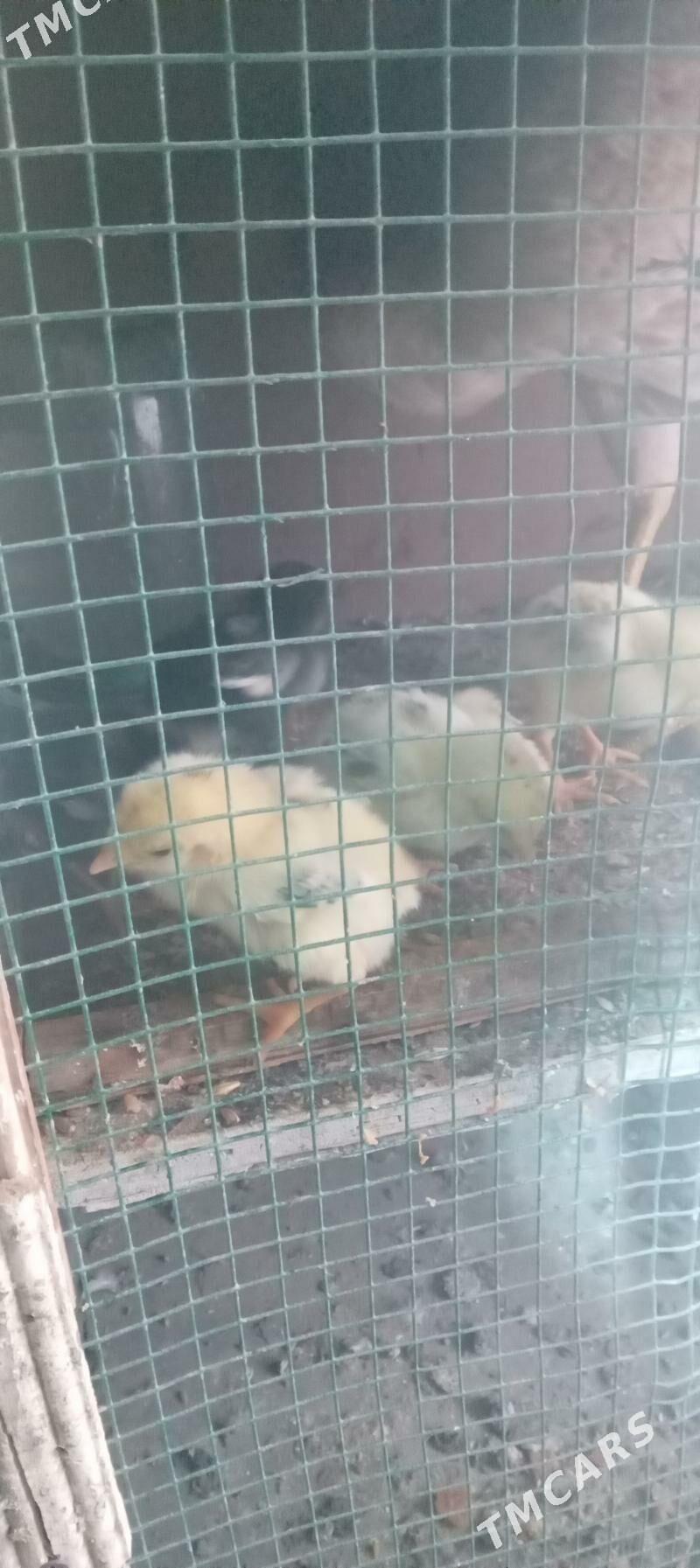 taskent towuk - Гёкдепе - img 1