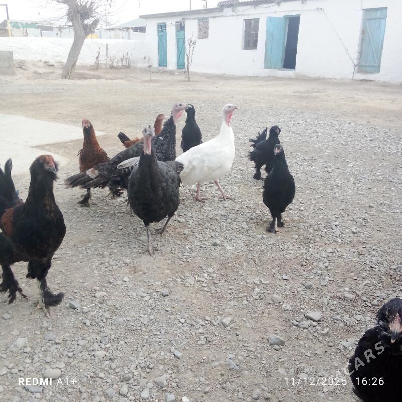 induk - Гызыларбат - img 1