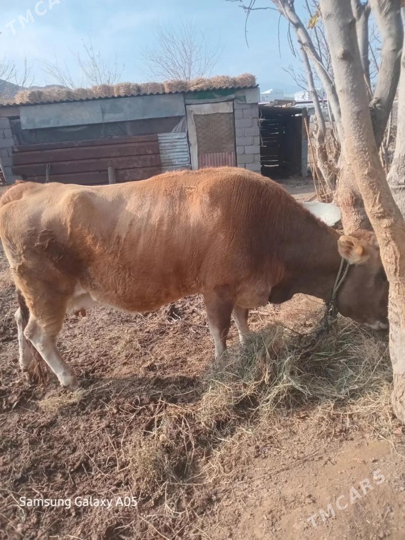 sygyr - Bäherden - img 1