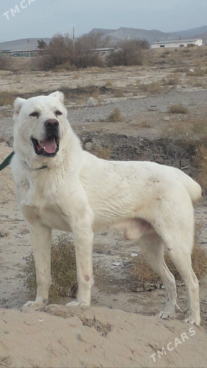 alabaý - Гызыларбат - img 1