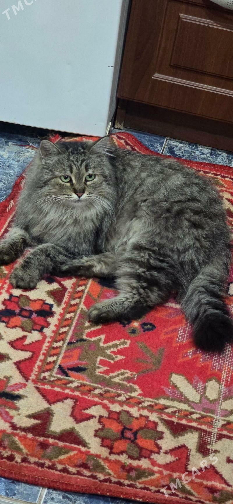 pishik - Гарадамак - img 1