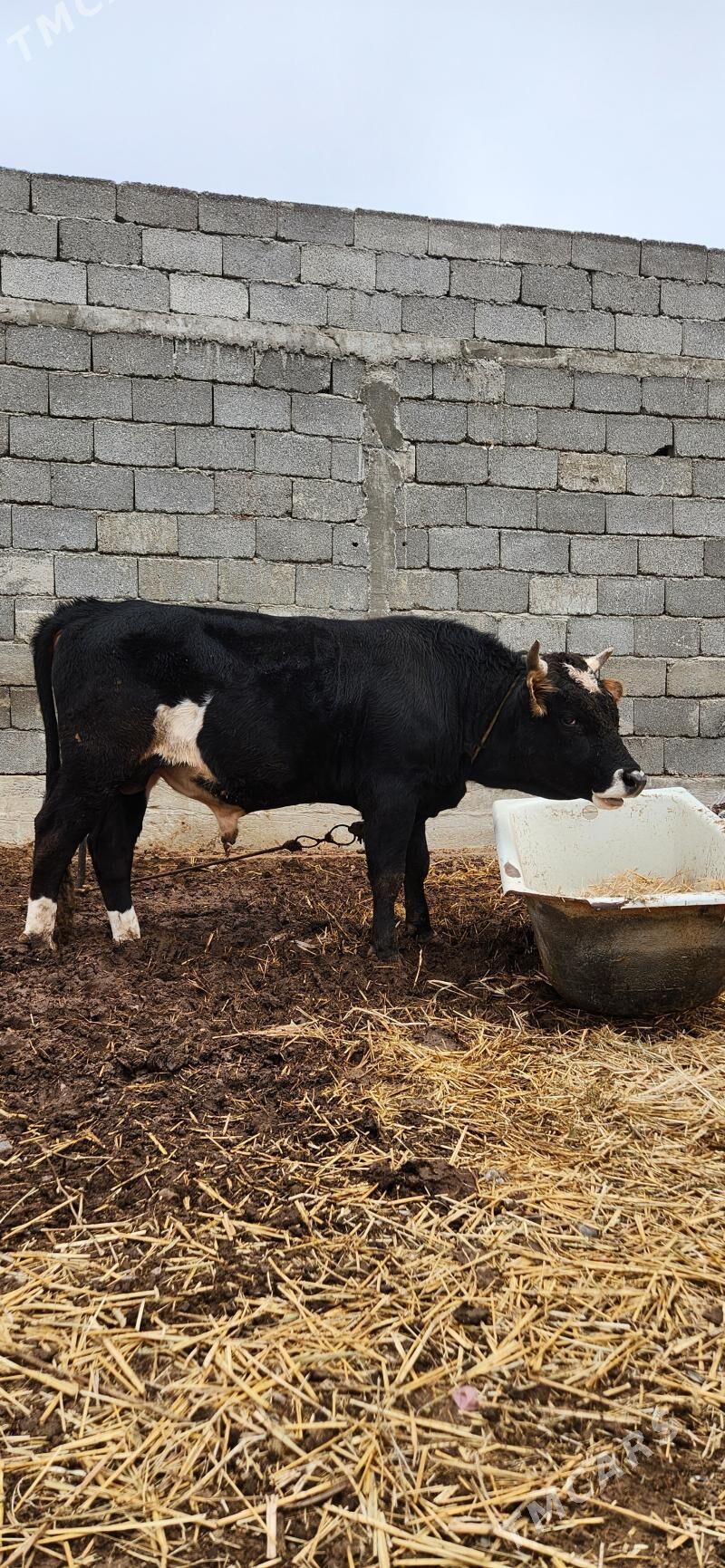 okuz - Änew - img 1