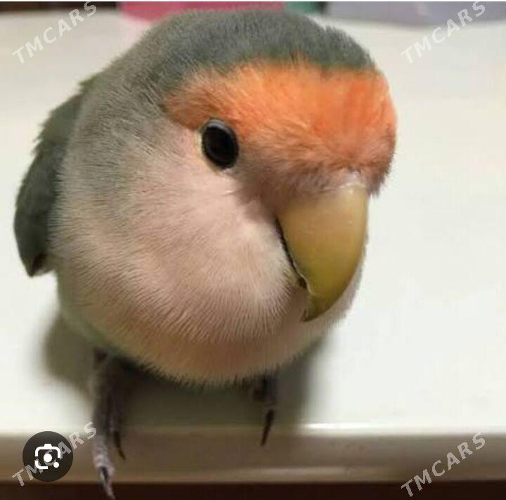 nerazlucnik - Aşgabat - img 1