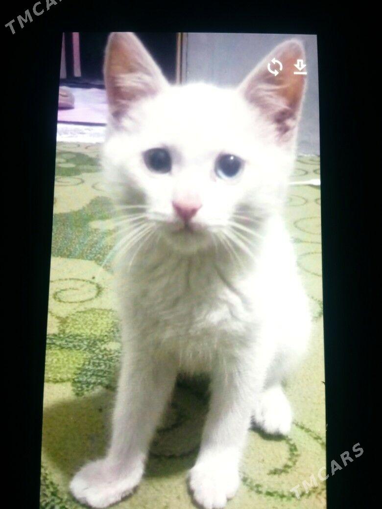 akja pişik akylly 3 aylyk - Гаудан "Б" - img 1