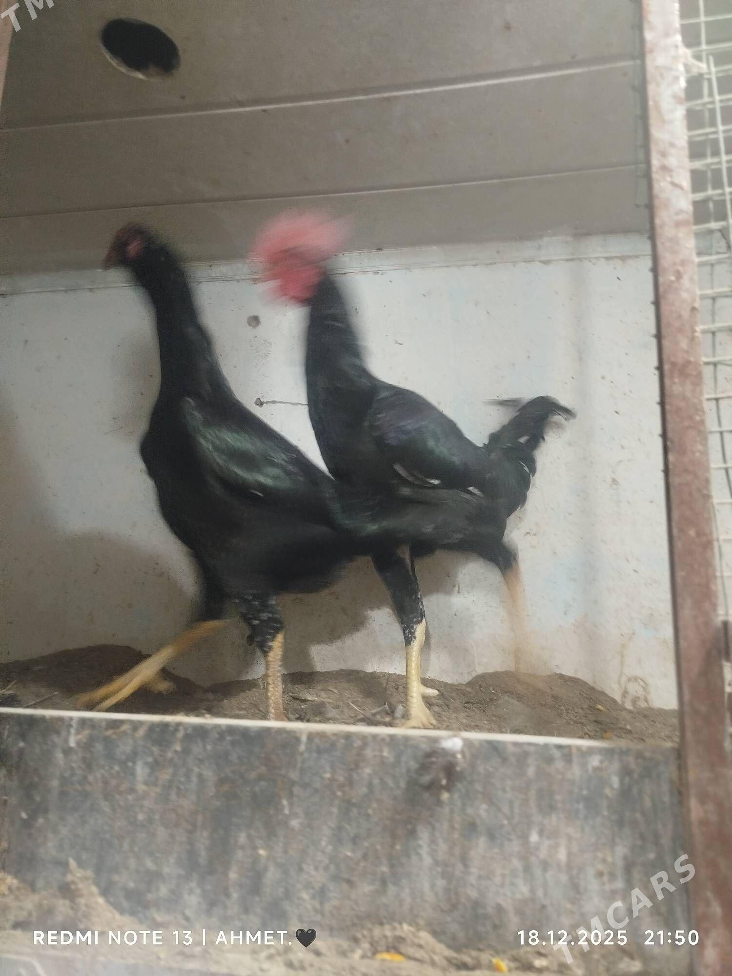 товук - Türkmenabat - img 1