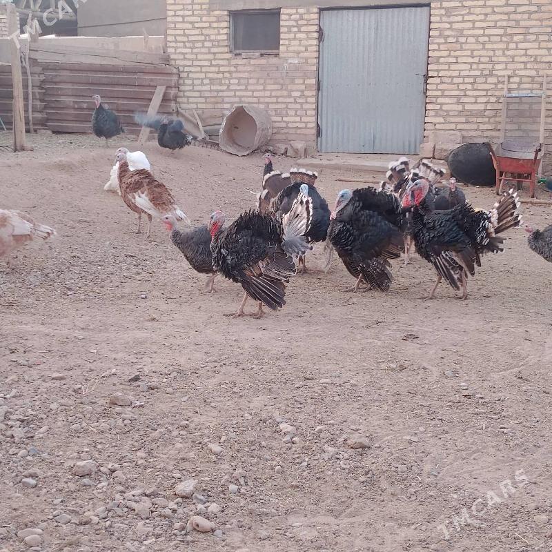 induk - Бабадайхан - img 1