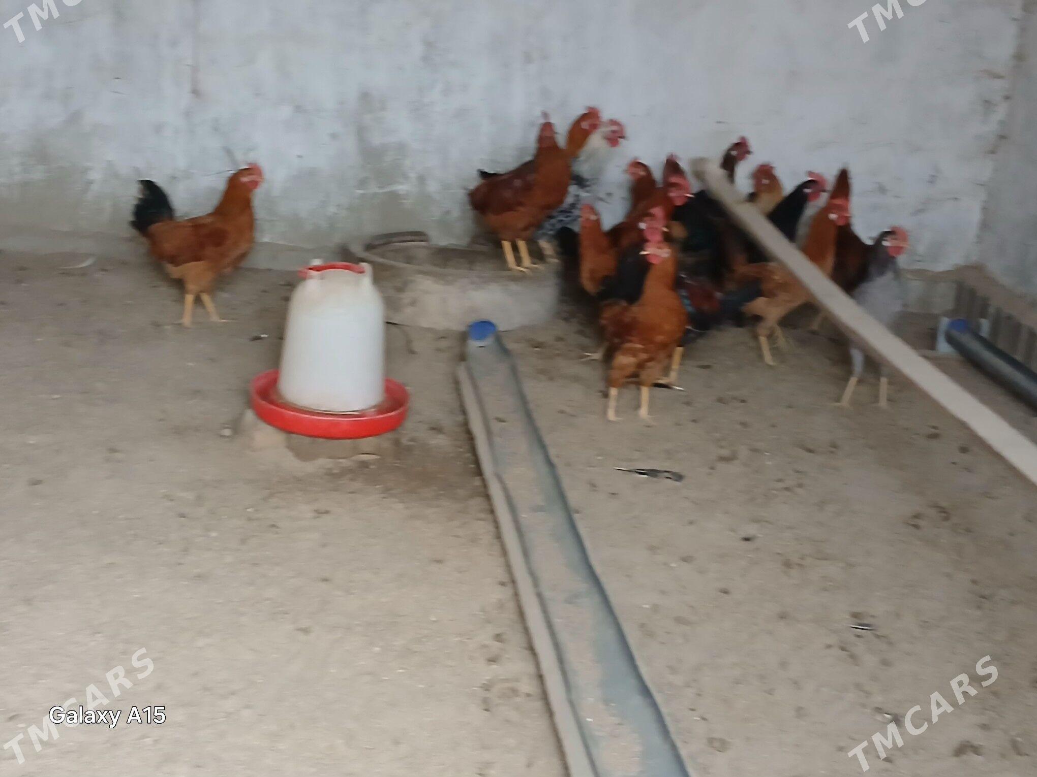 horoz - Bäherden - img 1