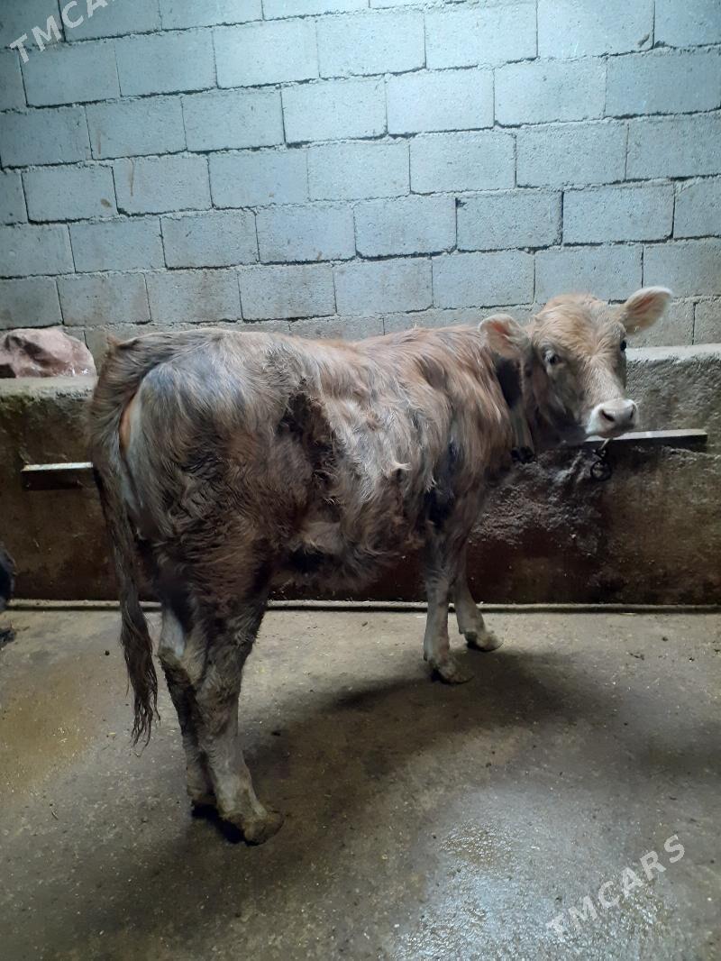 TUWE - Garadamak Şor - img 1