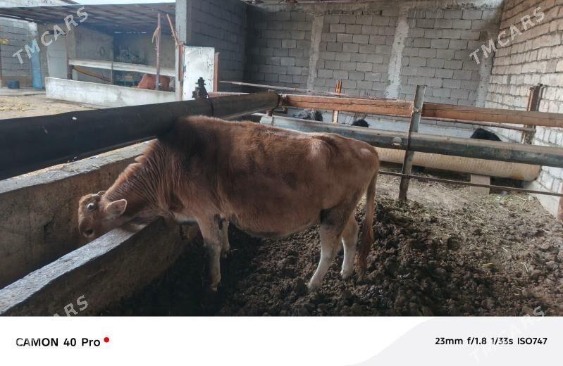 boğaz sygyr - Gökdepe - img 1