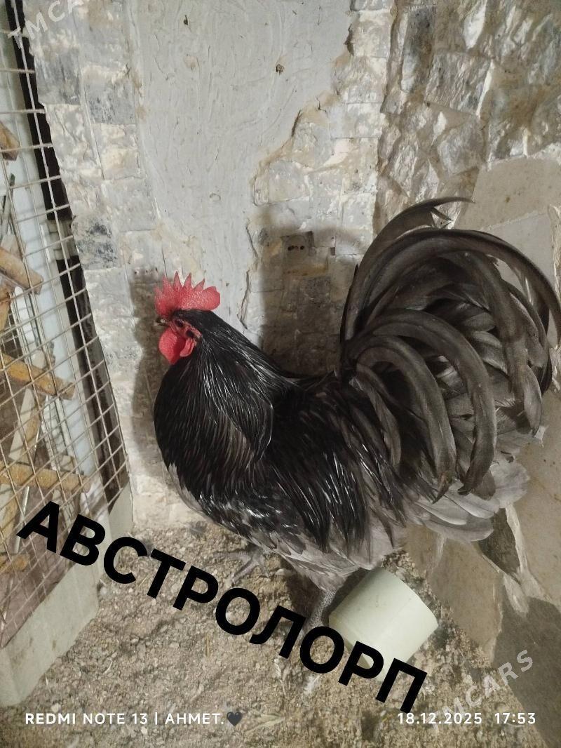 АВСРОЛОРП - Türkmenabat - img 1