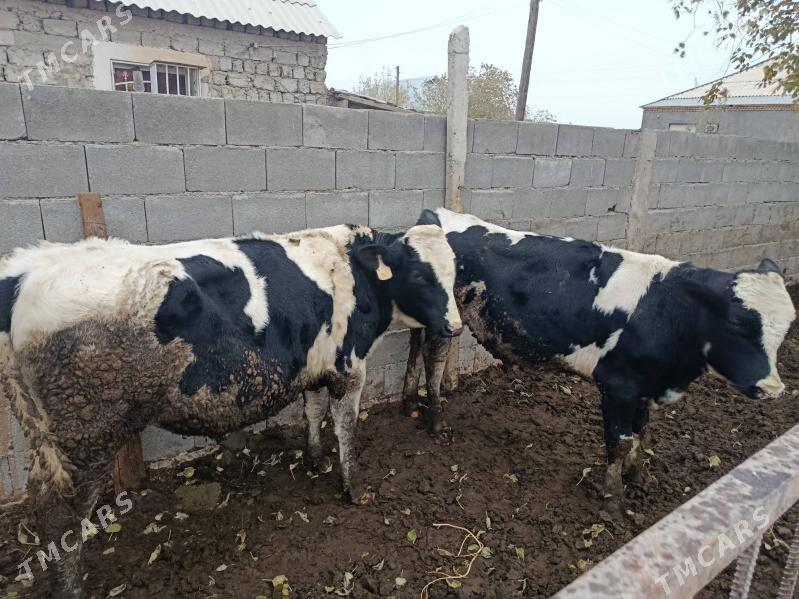 Ala Goliştein Õkiz - Gökdepe - img 1