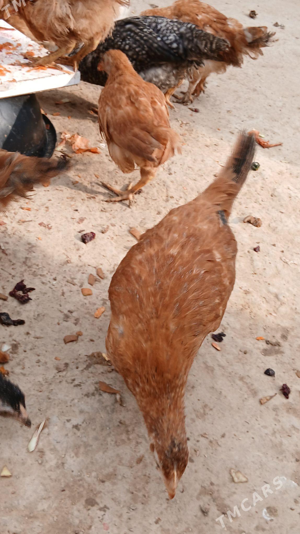 juje - Хитровка - img 1