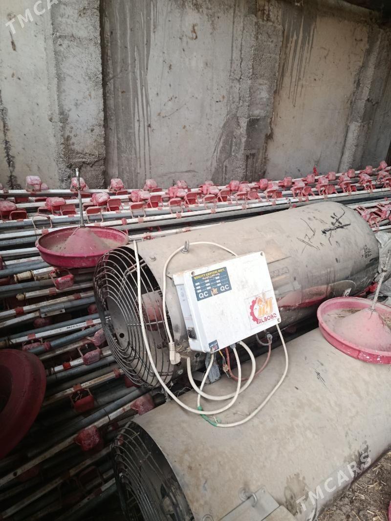 Towuklañ Imligi Suwlygy - Ak bugdaý etraby - img 1