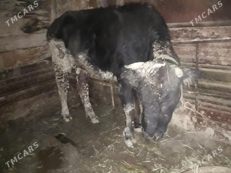 Bakylan Sygyr - Gökdepe - img 1