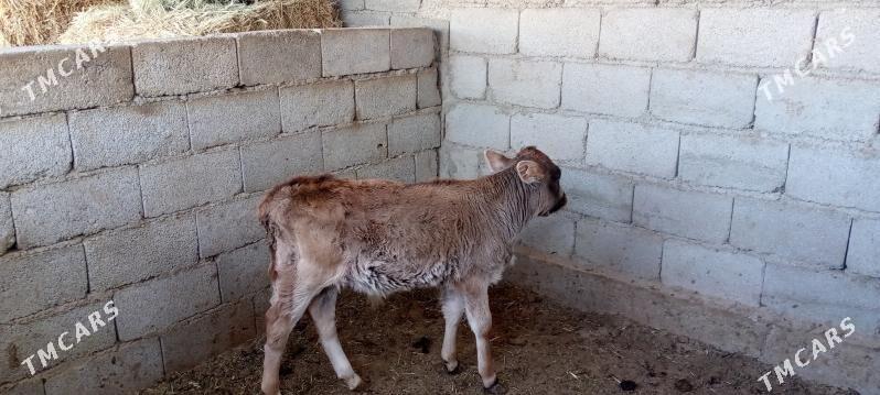 okuzçe - Jebel - img 1