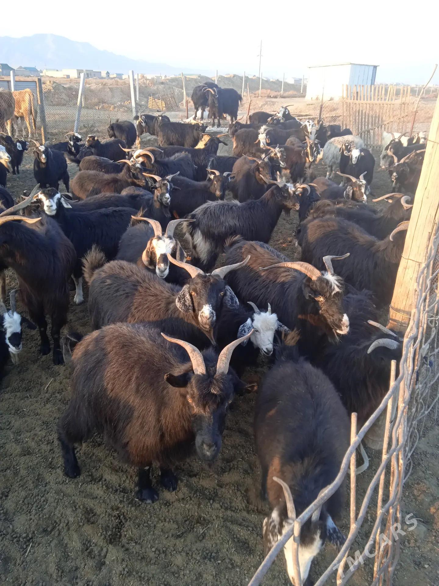 Geçi - Bereket - img 1