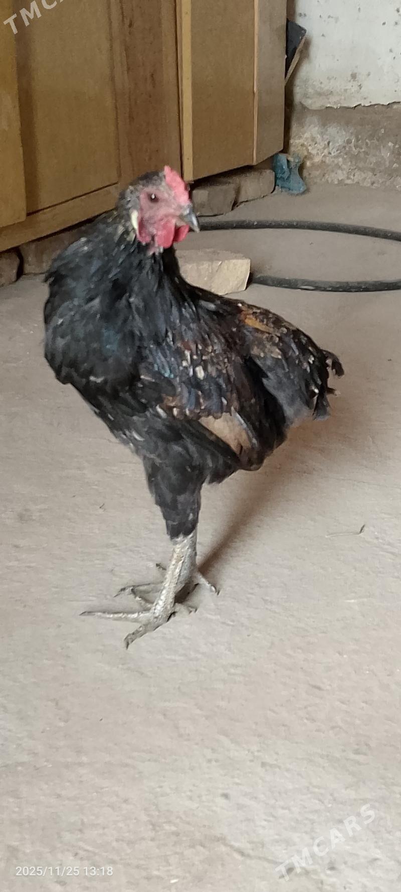 horaz - Türkmenabat - img 1