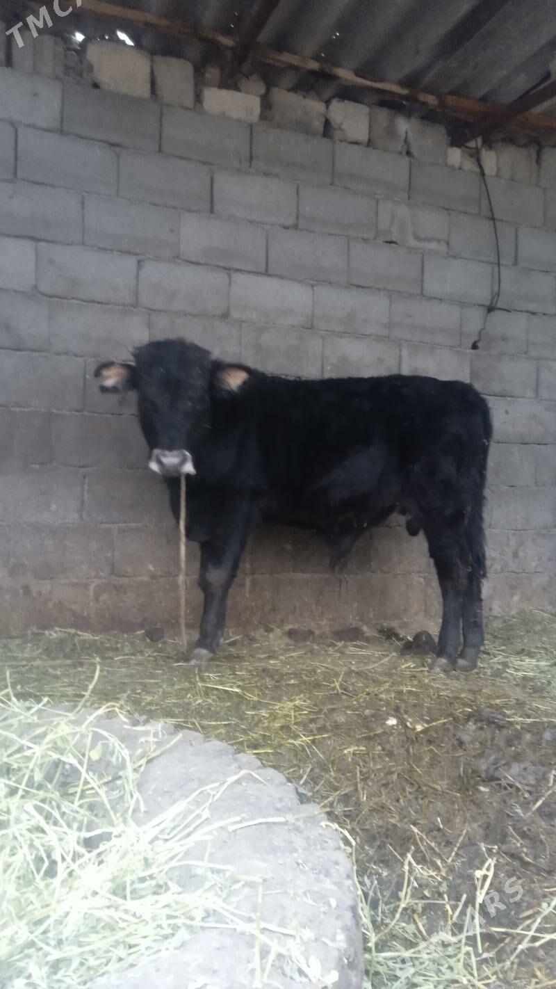 öküz - Бузмеин - img 1