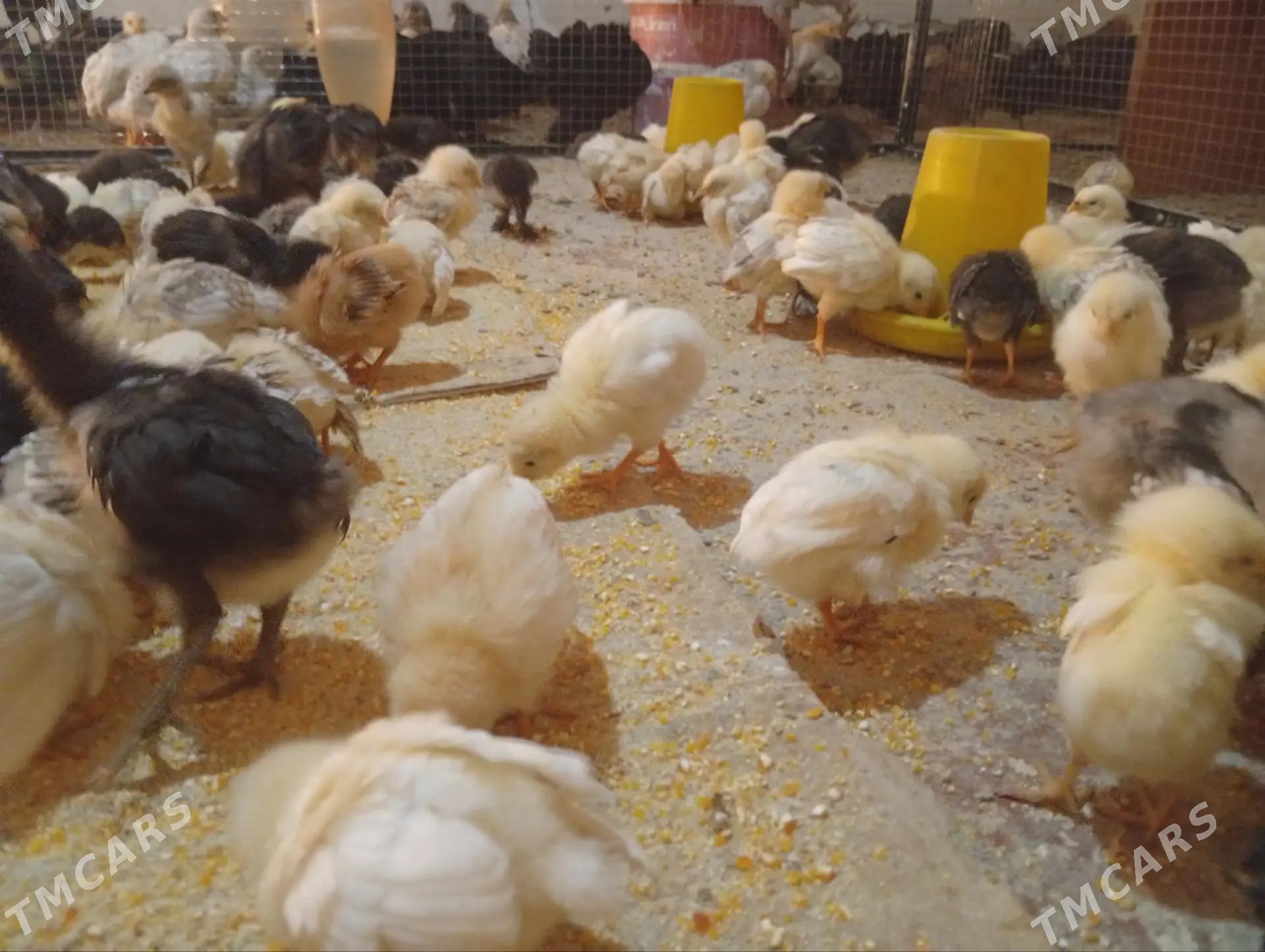 Juje - Ашхабад - img 1