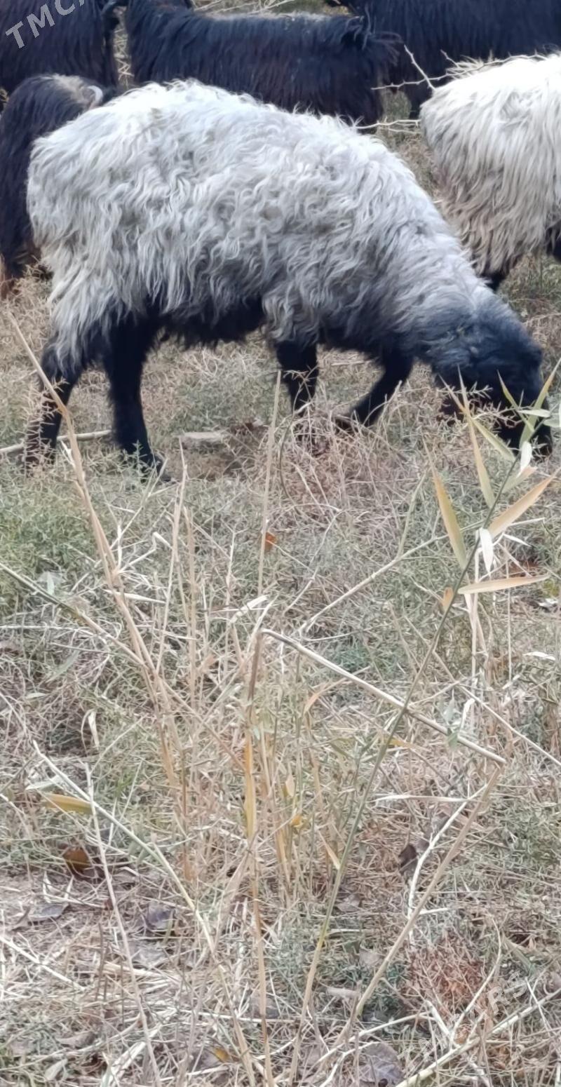 GOÝUN - Hitrowka - img 1