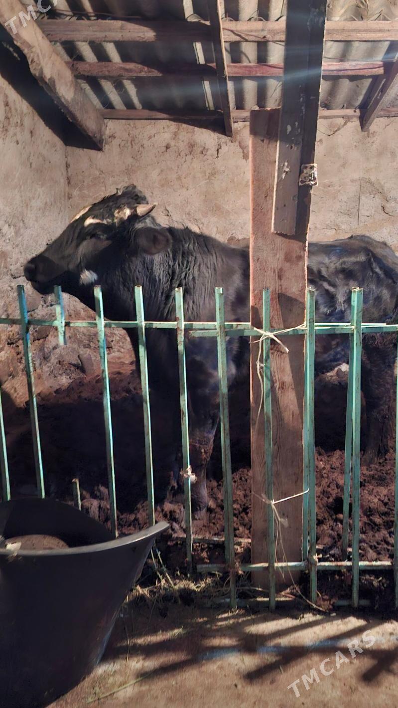 Tohum okuz - Aşgabat - img 1