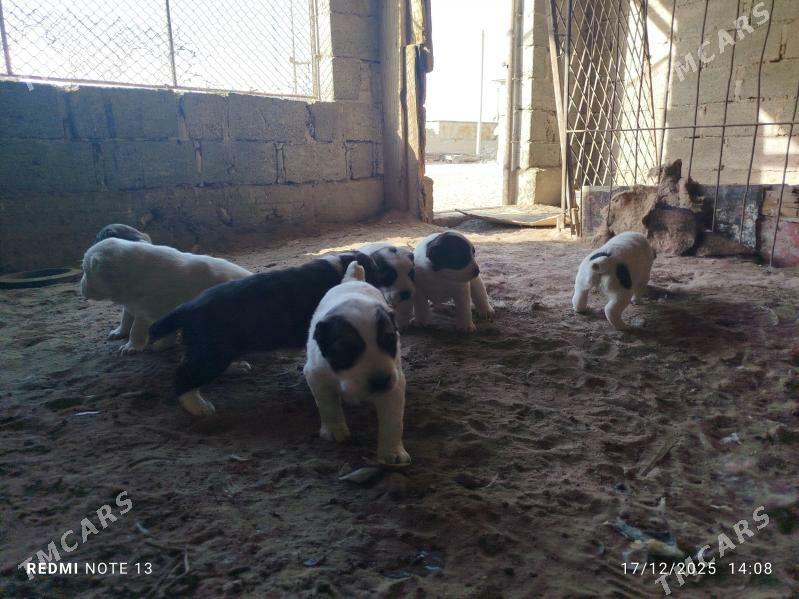 gujuk - Gumdag - img 1