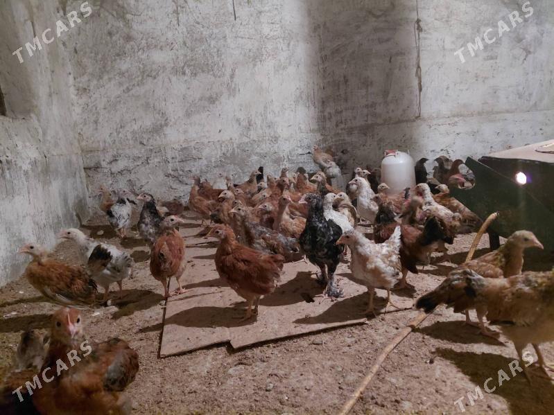 jùje - Бахарден - img 1