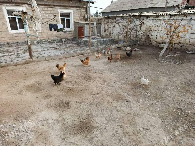 towuk - Gyzylarbat - img 1