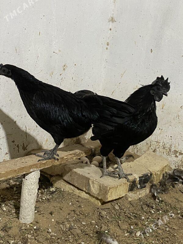 garaetli towuk - Байрамали - img 1