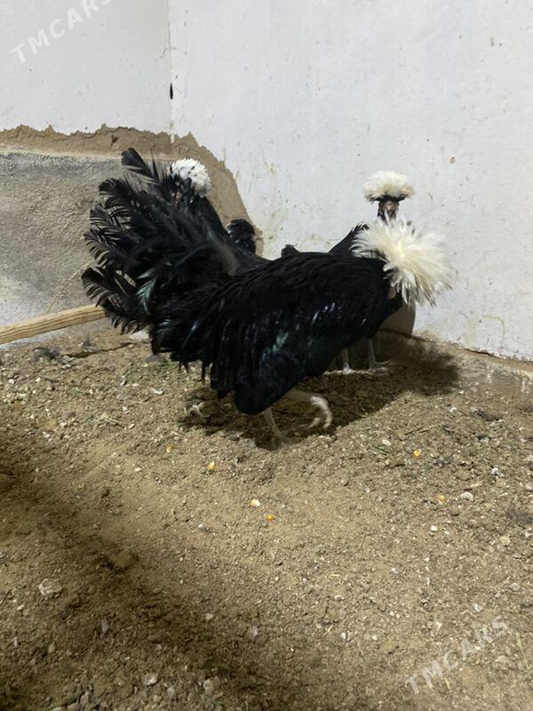 Fizan towuk - Байрамали - img 1