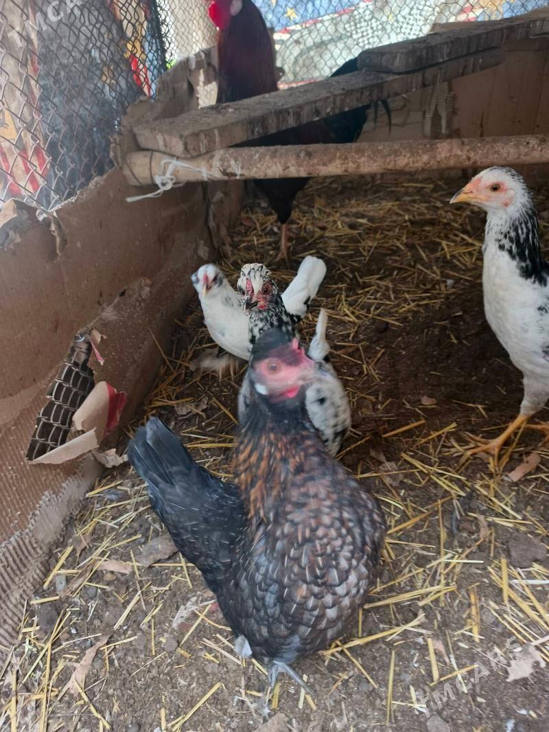 yaponcik juje - Türkmenabat - img 1