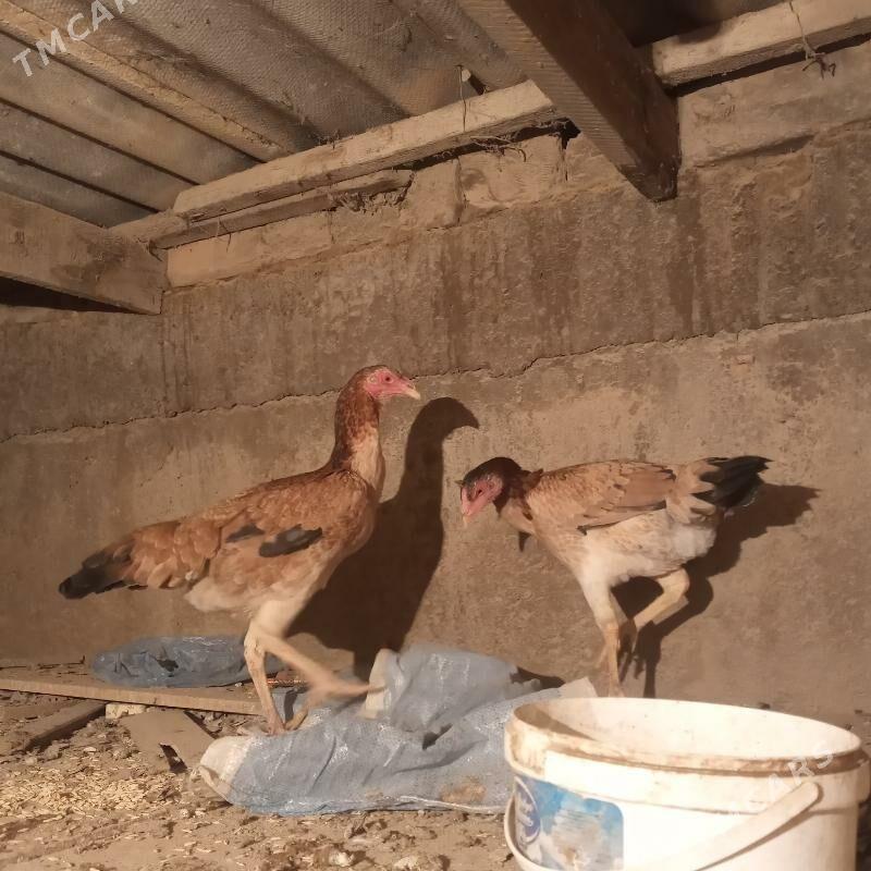 Towuk - Gypjak - img 1