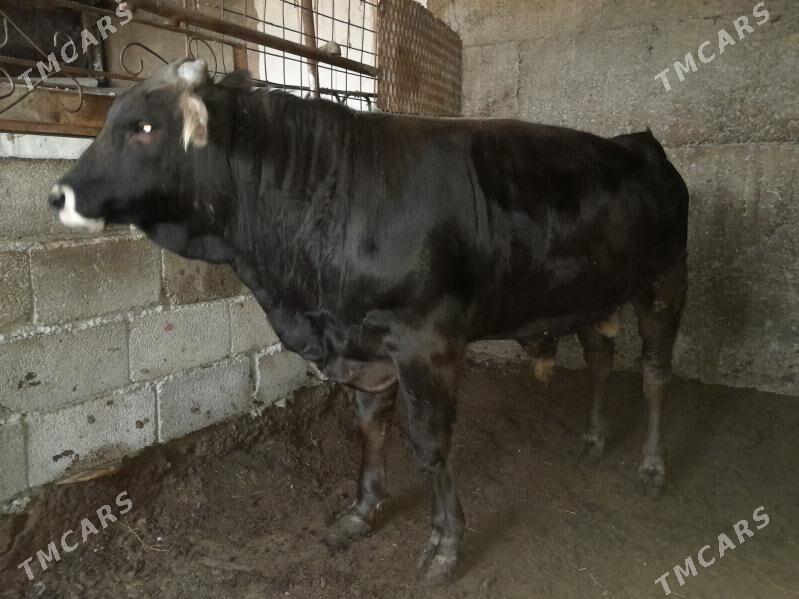 okuz - Aşgabat - img 1