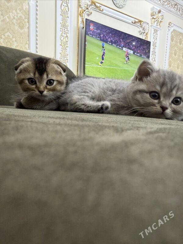 pisik кошка - Ашхабад - img 1