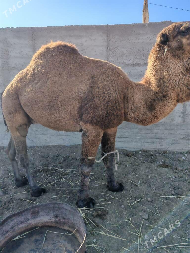 Höwir erkek - Balkanabat - img 1