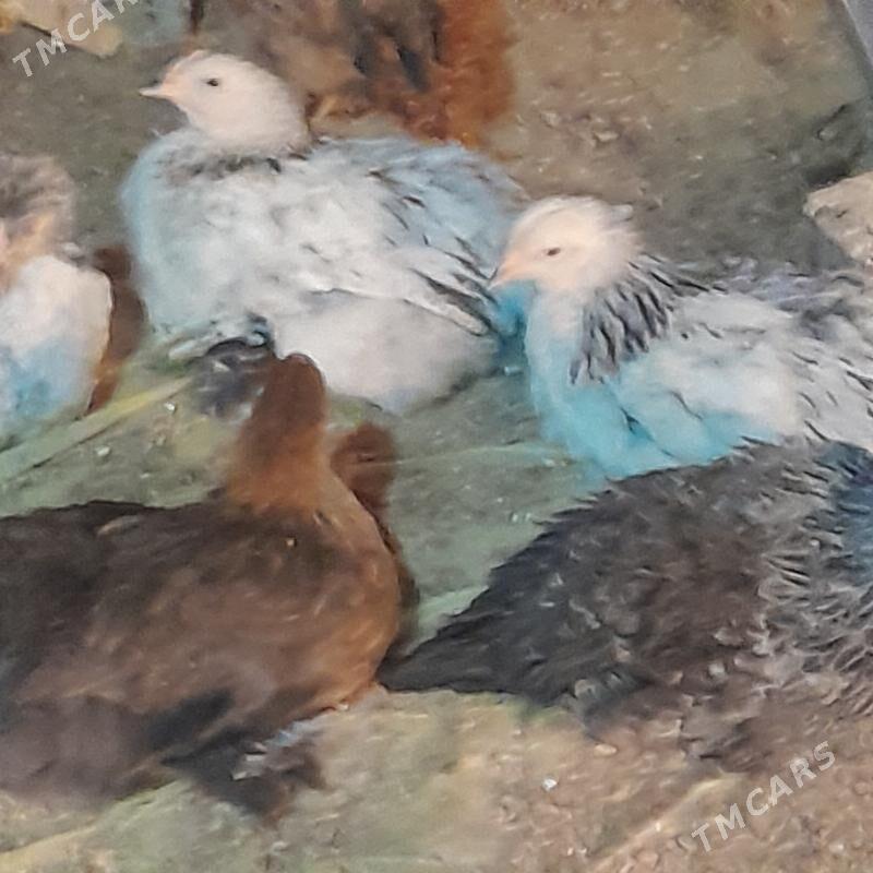 brama - Wekilbazar - img 1