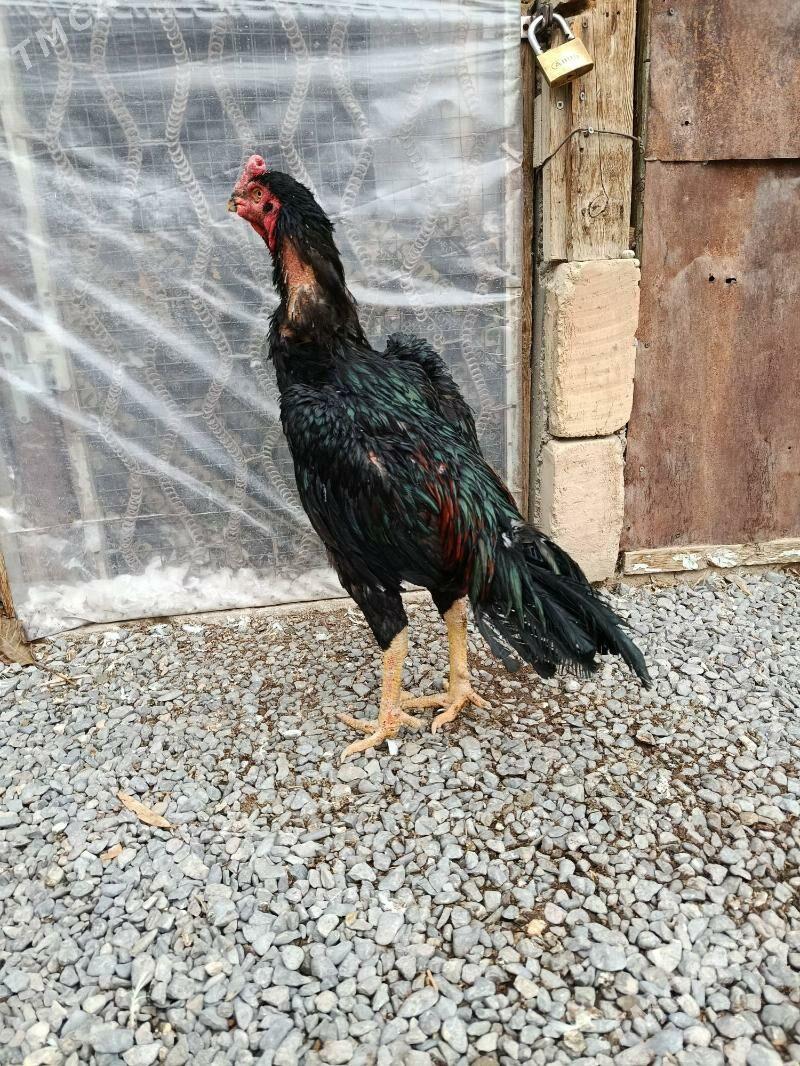 Tasgent horaz - Gökdepe - img 1