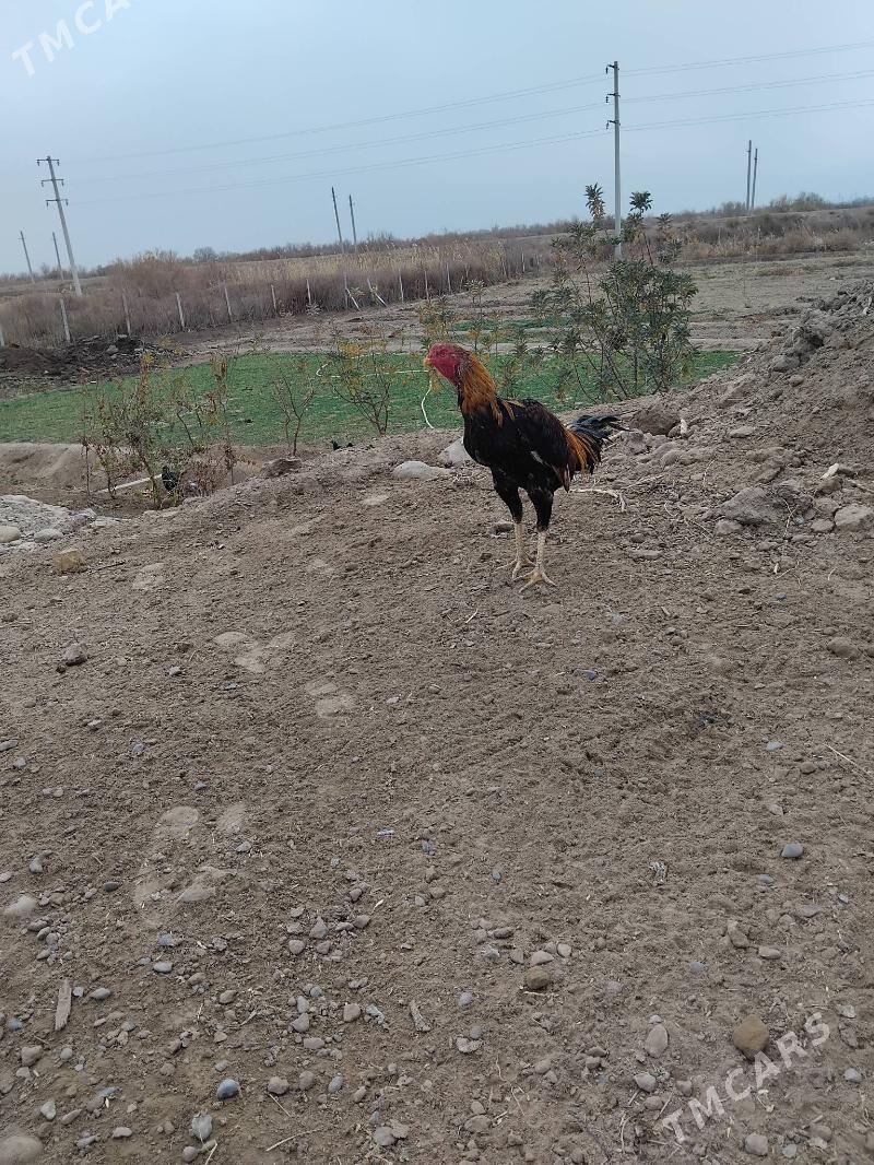 Tasgen horaz - Tejen - img 1