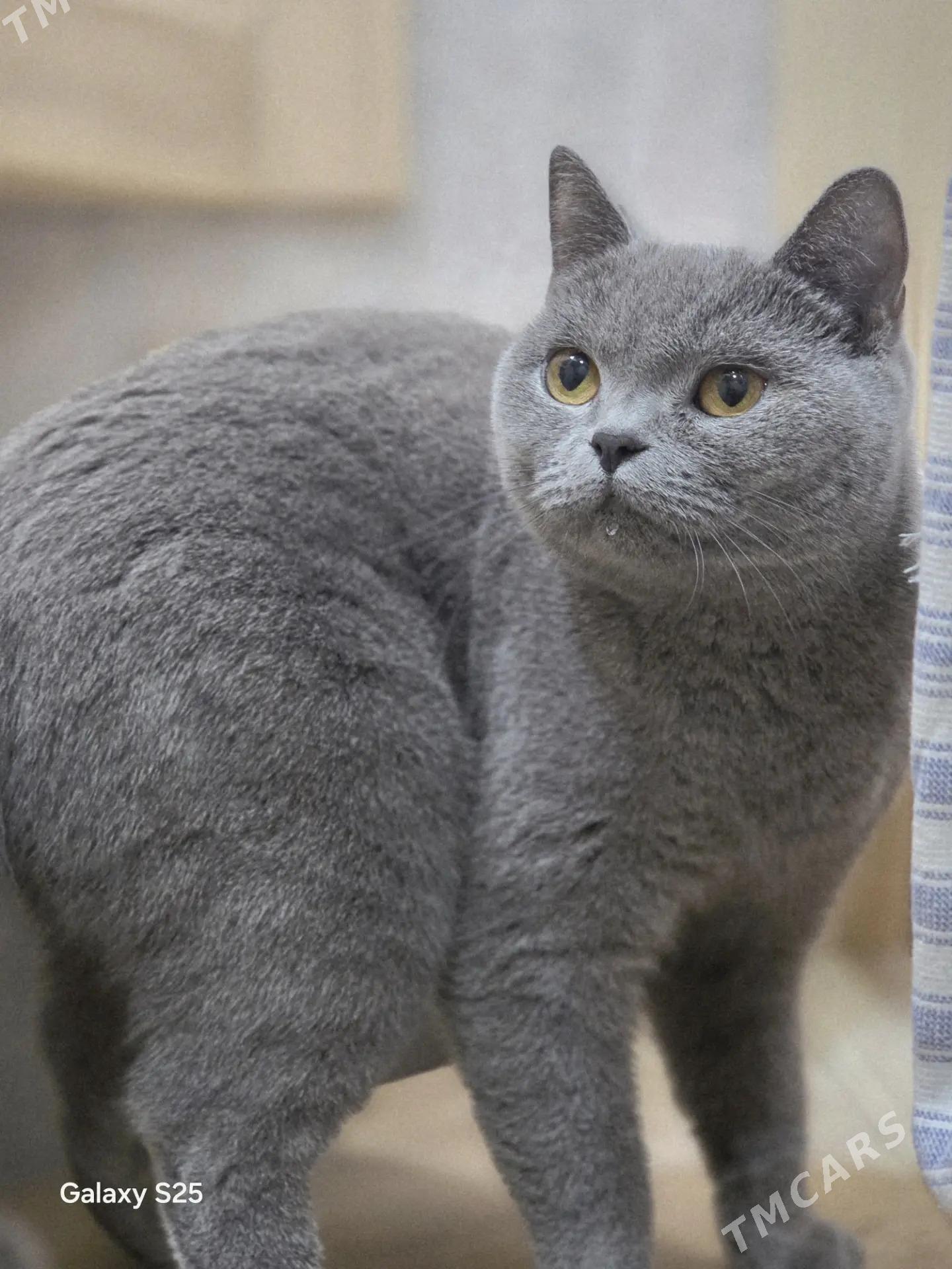 кошка - Туркменабат - img 1