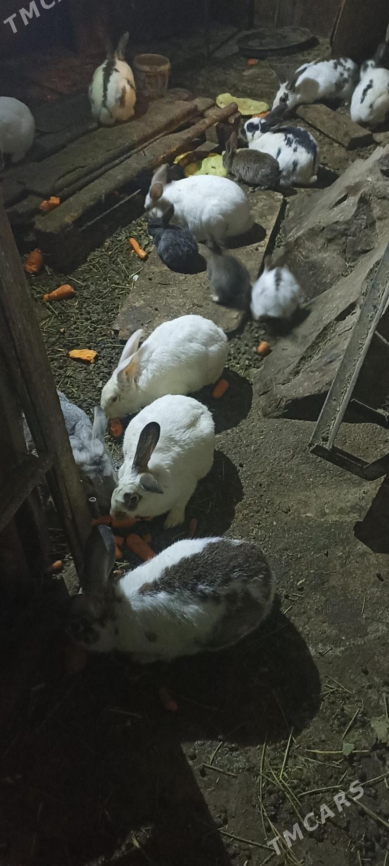 TOWSAN BAR ULY KIÇI - Bäherden - img 1