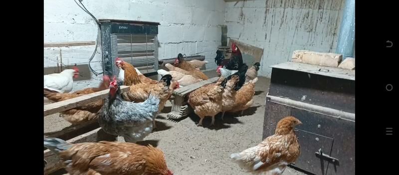 Towuk lohman - Gumdag - img 1